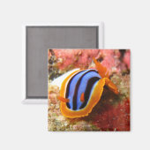 nudibranchマグネット – 2 マグネット (正面/裏面)