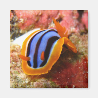 nudibranchマグネット – 2 マグネット