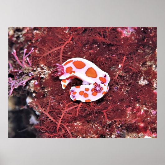 Nudisペア ポスター (正面)