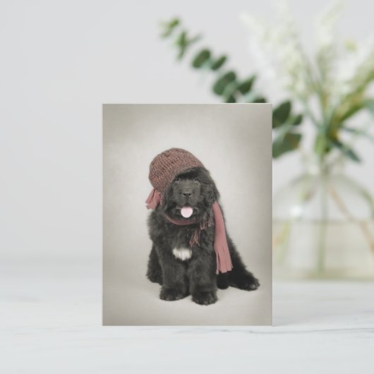 Nufie ポストカード (スタンド正面)