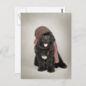 Nufie ポストカード (正面/裏面)