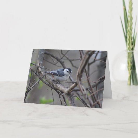 Nuthatchグリーティングカード カード (正面)