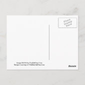 Nutty Irishman St. Patrick's Day Martiniカード ポストカード (裏面)