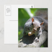Nutty Squirrelポストカード ポストカード (正面/裏面)