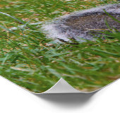 Nutty Squirrel ポスター (角)