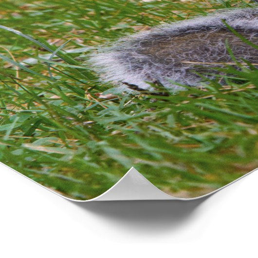 Nutty Squirrel ポスター (角)