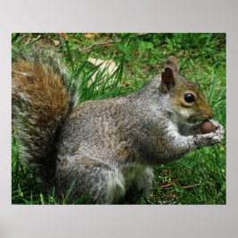 Nutty squirrel Closeup ポスター