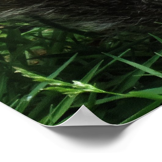 Nutty squirrel Closeup ポスター (角)