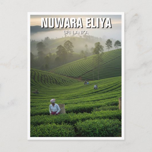 Nuwara Eliya Tea Plantation Sri Lanka ポストカード (正面)