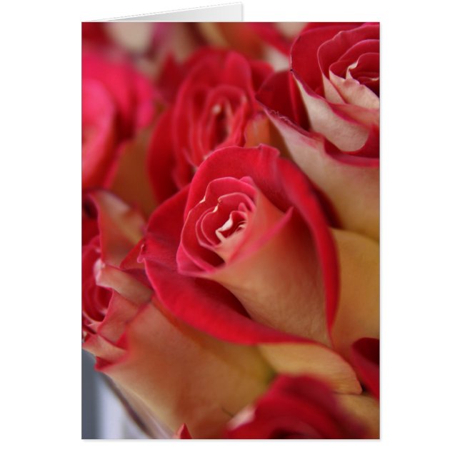 NYCのバラ (正面)