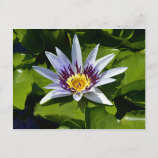 Nymphaea colorata - アフリカスイレン タンザニア ポストカード
