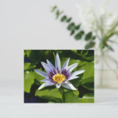 Nymphaea colorata – アフリカ《植物》スイレンタンザニア ポストカード (スタンド正面)