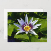 Nymphaea colorata – アフリカ《植物》スイレンタンザニア ポストカード (正面/裏面)