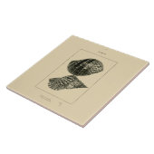 NZの貝- Doliumのvariegatum、Lotoriumのrubicundum タイル (側面)