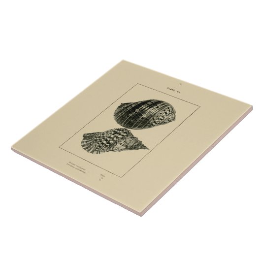 NZの貝- Doliumのvariegatum、Lotoriumのrubicundum タイル (側面)