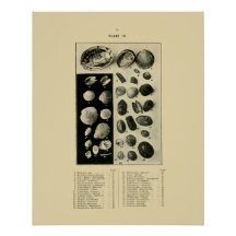 NZシェル – パウアなど