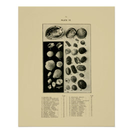 NZシェル – パウアなど ポスター