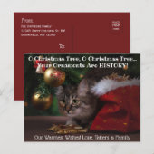 Oクリスマスツリーキャットホリデーフォト ポストカード (正面/裏面)