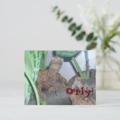 o' rly、O'rly! ポストカード (スタンド正面)