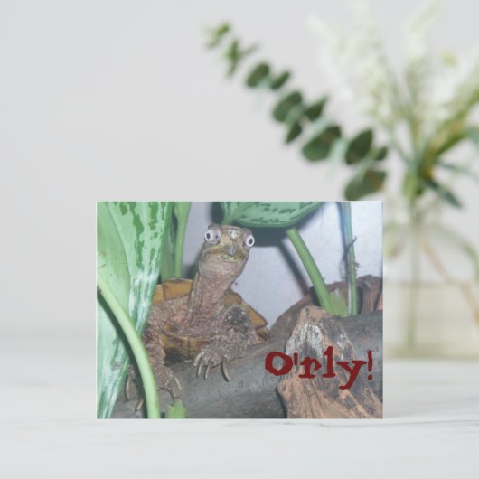 o' rly、O'rly! ポストカード (スタンド正面)