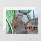o' rly、O'rly! ポストカード (正面/裏面)