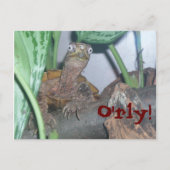 o' rly、O'rly! ポストカード (正面)