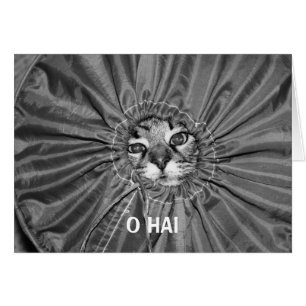 O Hai LOLcatカード