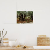 O jardim do Getsêmani em Jerusalem, a Cidade Santa ポスター (キッチン)