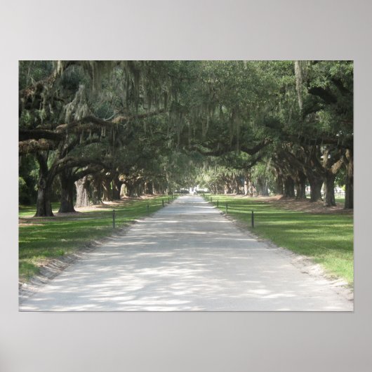 Oak Alley at Boone Hall, Charleston SC Poster ポスター (正面)