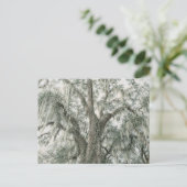 Oak Cathedral | Live Oak Tree | Postcard ポストカード (スタンド正面)