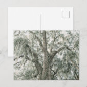 Oak Cathedral | Live Oak Tree | Postcard ポストカード (正面/裏面)