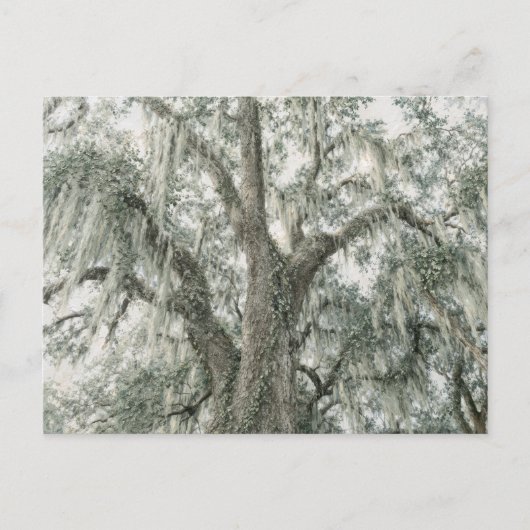 Oak Cathedral | Live Oak Tree | Postcard ポストカード (正面)