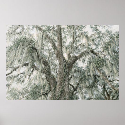 Oak Cathedral | Live Oak Tree | Poster ポスター (正面)
