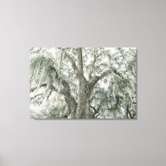 Oak Cathedral | Live Oak Tree | Stretched Canvas キャンバスプリント (正面)