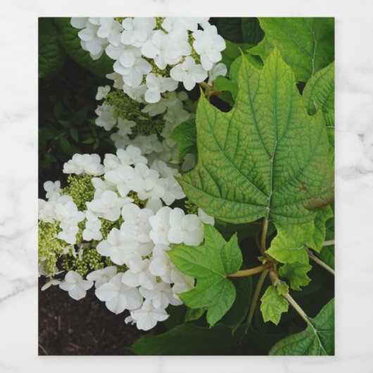 Oakleaf Hydrangea ワインラベル (シングルラベル)