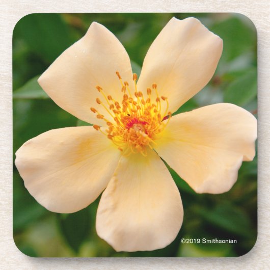 OakleyフィッシャーRose夫人 コースター (正面)