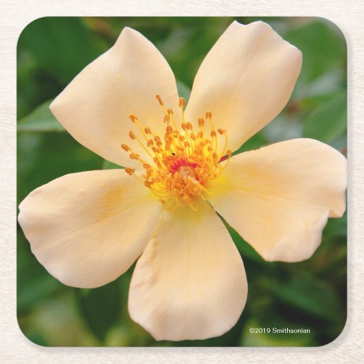 OakleyフィッシャーRose夫人 スクエアペーパーコースター (正面)