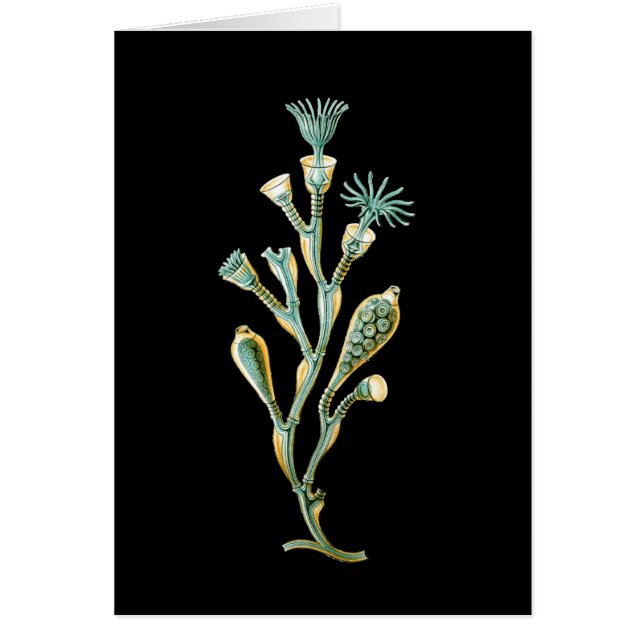 Obeliaのgeniculata (正面)