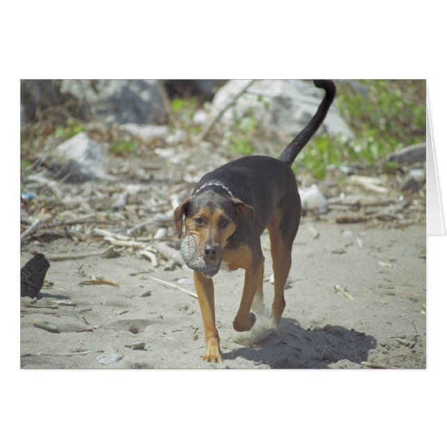 Obieカード (正面横)