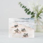 Ocean Beach Coast Sea Turtles ポストカード (スタンド正面)