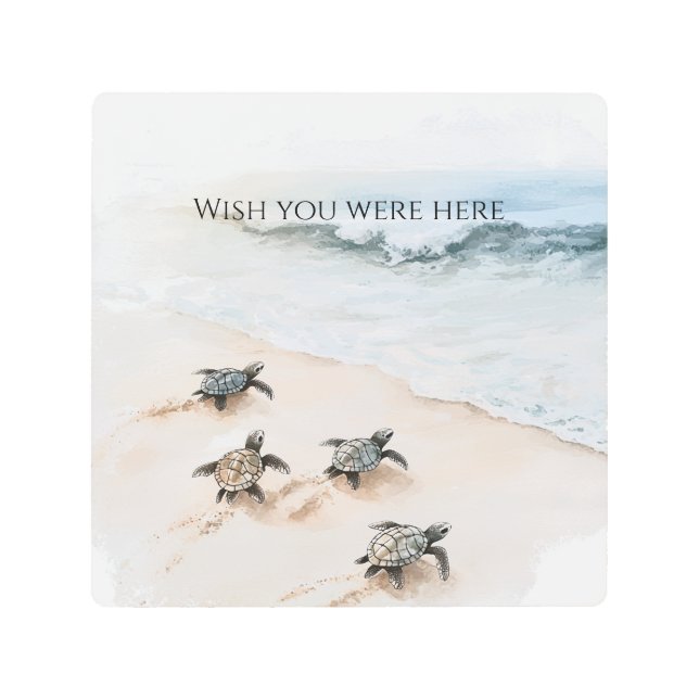 Ocean Beach Coast Sea Turtles メタルプリント (正面)