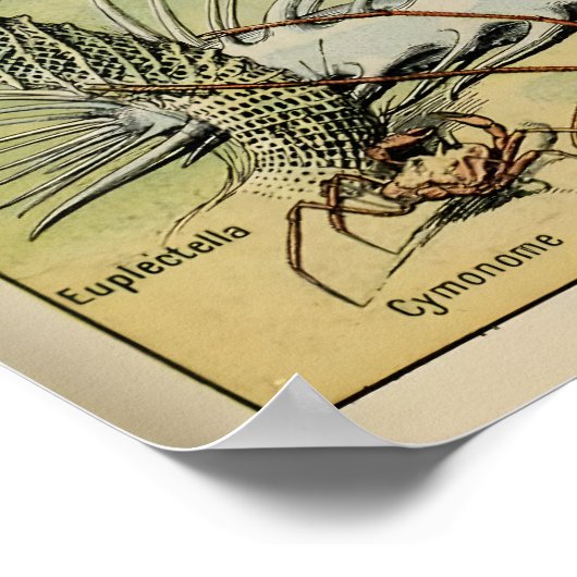 Oceanografia Adolphe Millot Le Larousse Pour Tous ポスター (角)