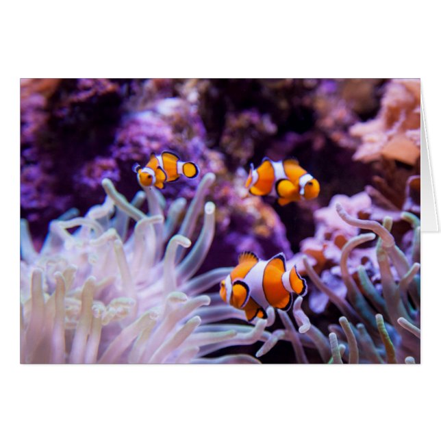 Ocellaris Clownfish |のAmphiprion Ocellaris (正面横)