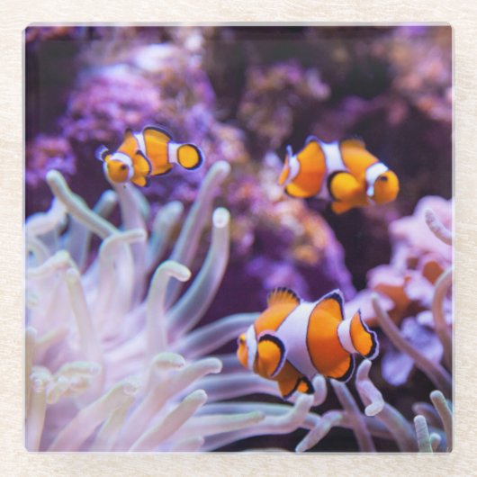 Ocellaris Clownfish |のAmphiprion Ocellaris ガラスコースター (正面)