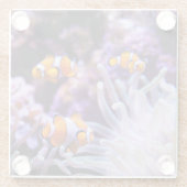 Ocellaris Clownfish |のAmphiprion Ocellaris ガラスコースター (裏面)