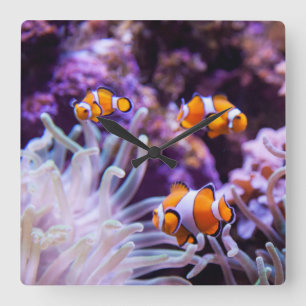 Ocellaris Clownfish のAmphiprion Ocellaris スクエア壁時計
