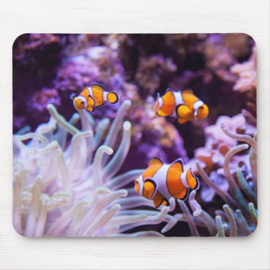 Ocellaris Clownfish |のAmphiprion Ocellaris マウスパッド (正面)