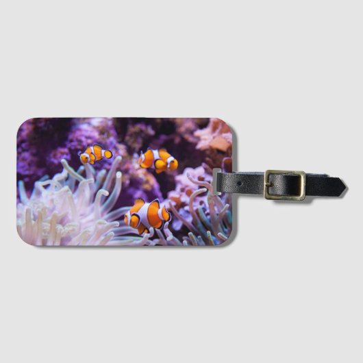 Ocellaris Clownfish |のAmphiprion Ocellaris ラゲッジタグ (正面横)