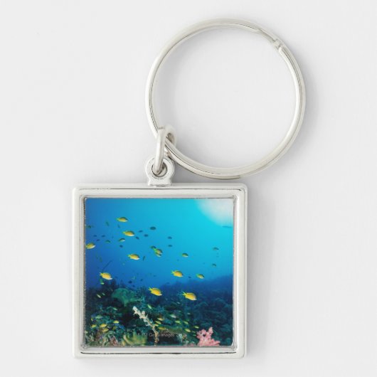 Ocellatedオレンジ魚の水泳の大きいグループ キーホルダー (正面)