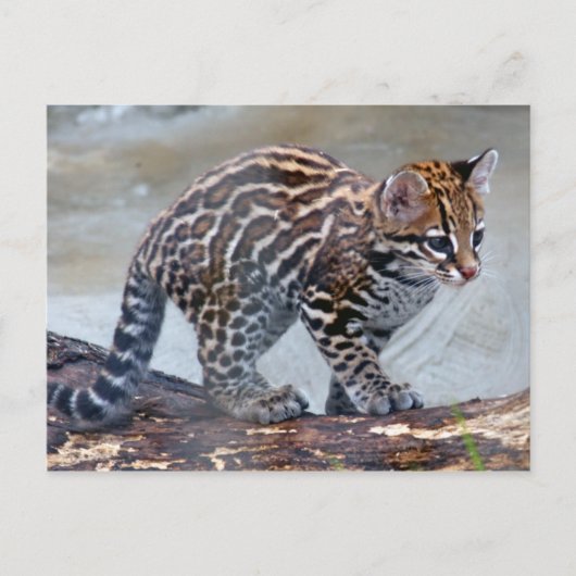 ocelot baby4x6 ポストカード (正面)